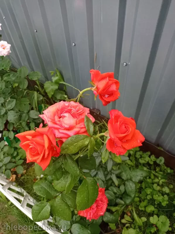 Дизайн участка