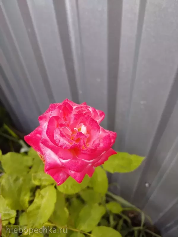 Дизайн участка