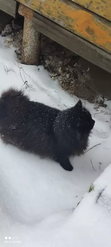 Tapтaлeтки & Ко