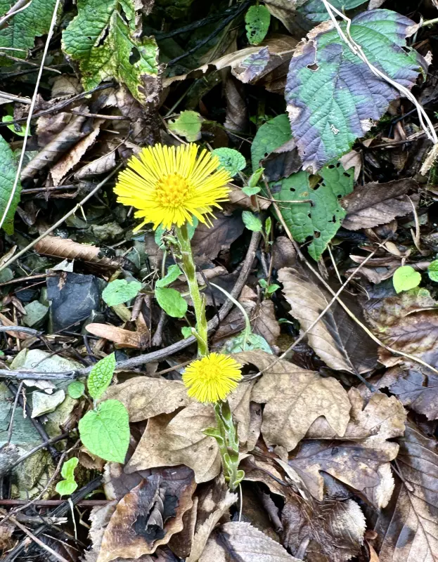Сочи. Февраль. Весна пришла...!
