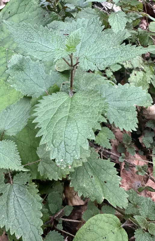 Сочи. Февраль. Весна пришла...!