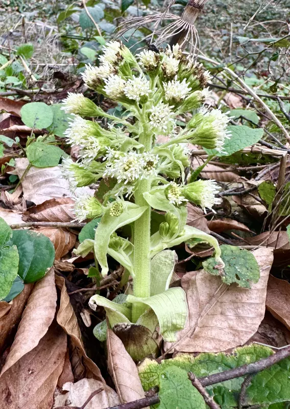 Сочи. Февраль. Весна пришла...!