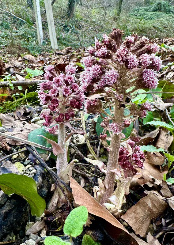 Сочи. Февраль. Весна пришла...!