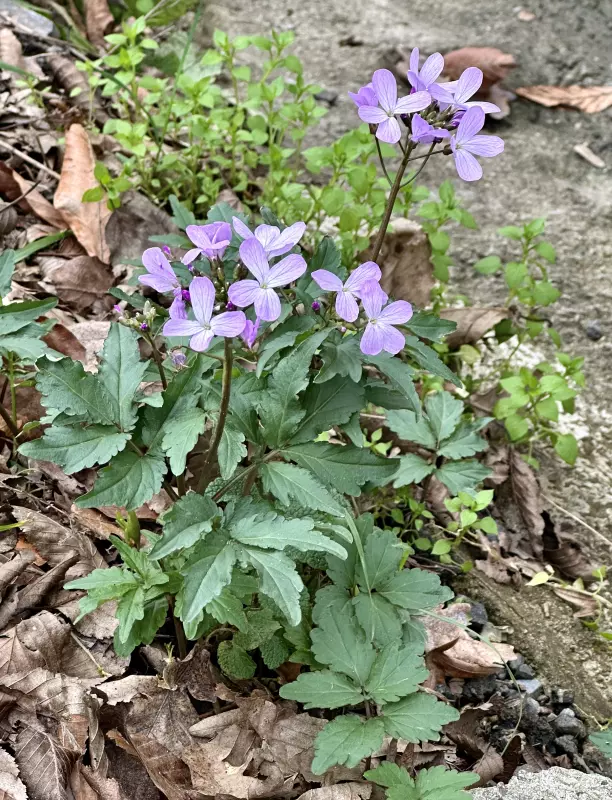 Сочи. Февраль. Весна пришла...!