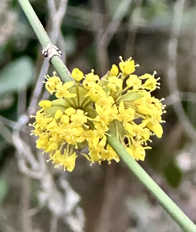 Сочи. Февраль. Весна пришла...!