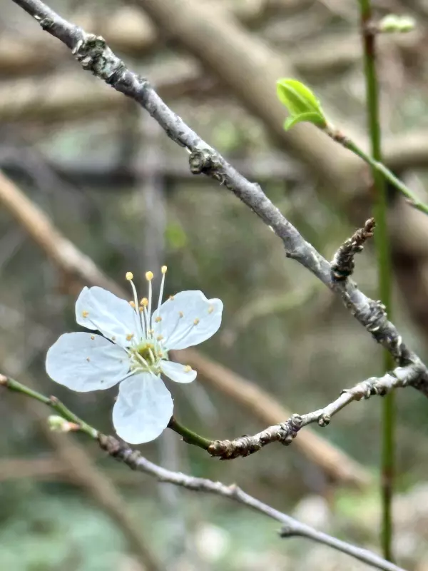 Сочи. Февраль. Весна пришла...!