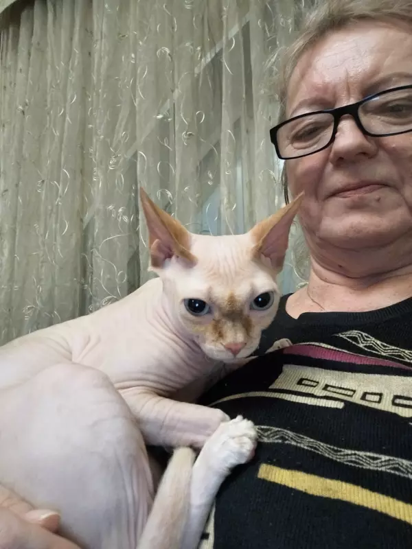 Писается кот