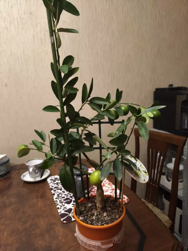 Чайная беседка