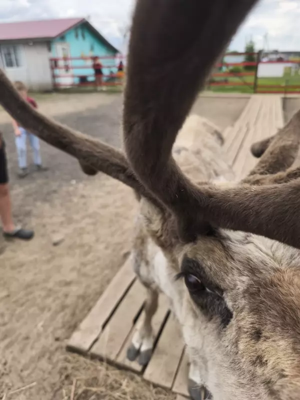 Чайная беседка