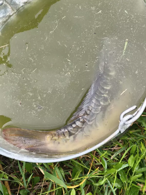 Чайная беседка