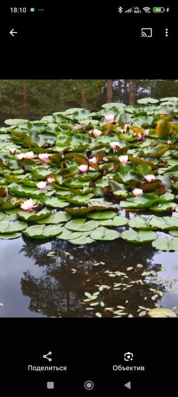 Чайная беседка