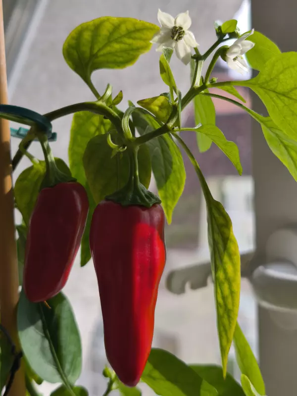 Чайная беседка