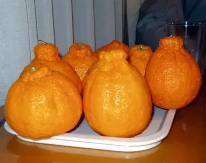Чайная беседка