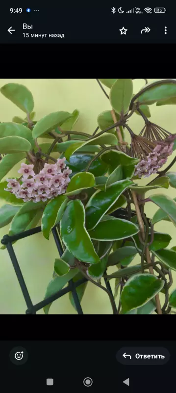 Чайная беседка