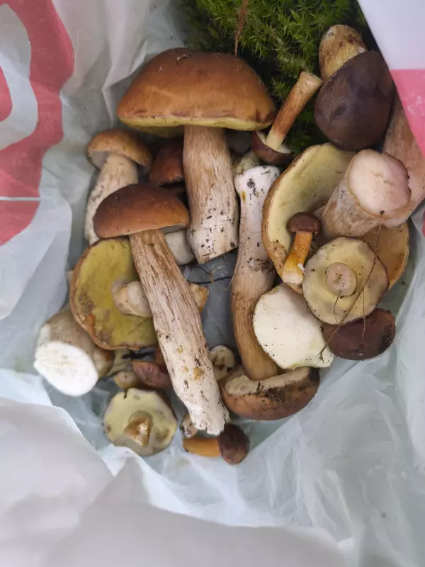 Чайная беседка