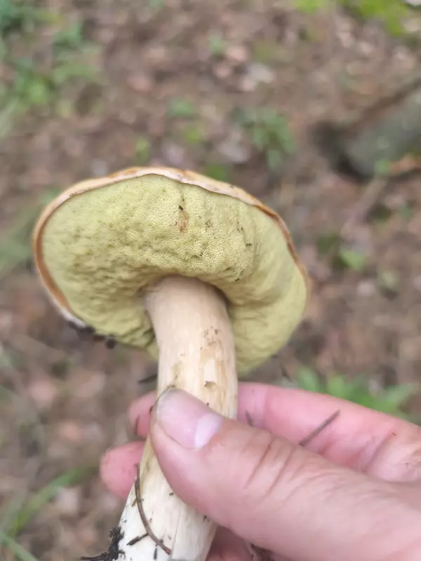 Чайная беседка