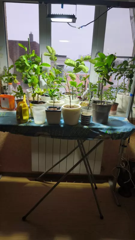 Чайная беседка