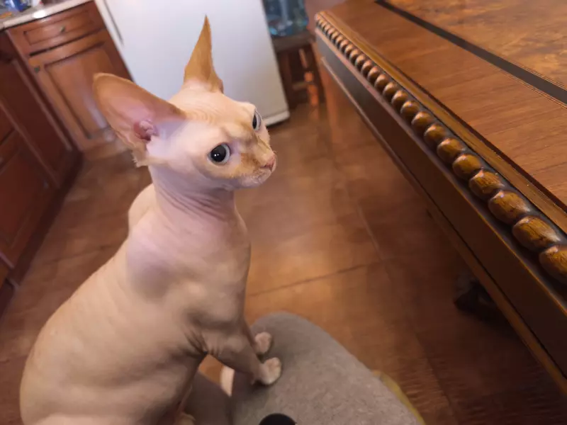 Чайная беседка