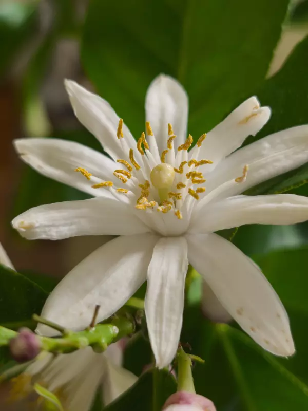 Чайная беседка