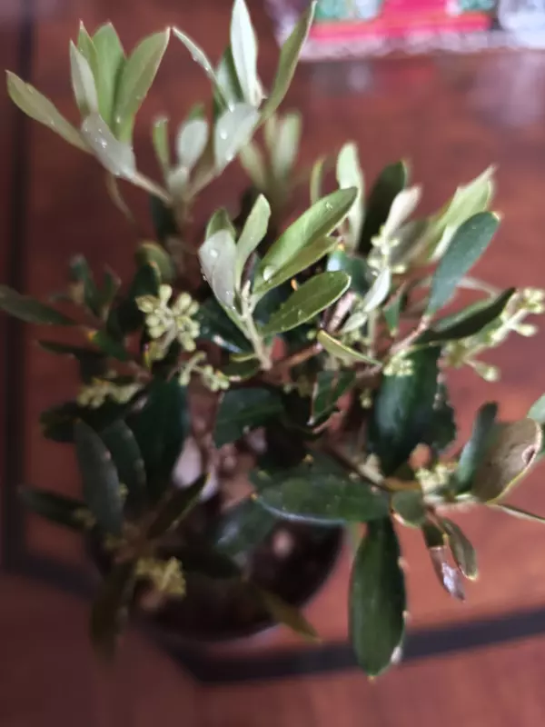 Чайная беседка