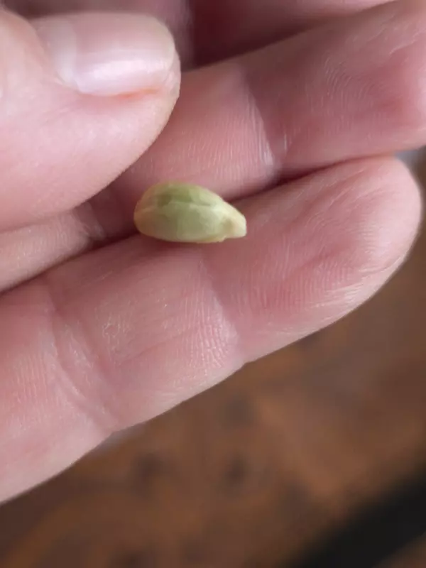 Чайная беседка