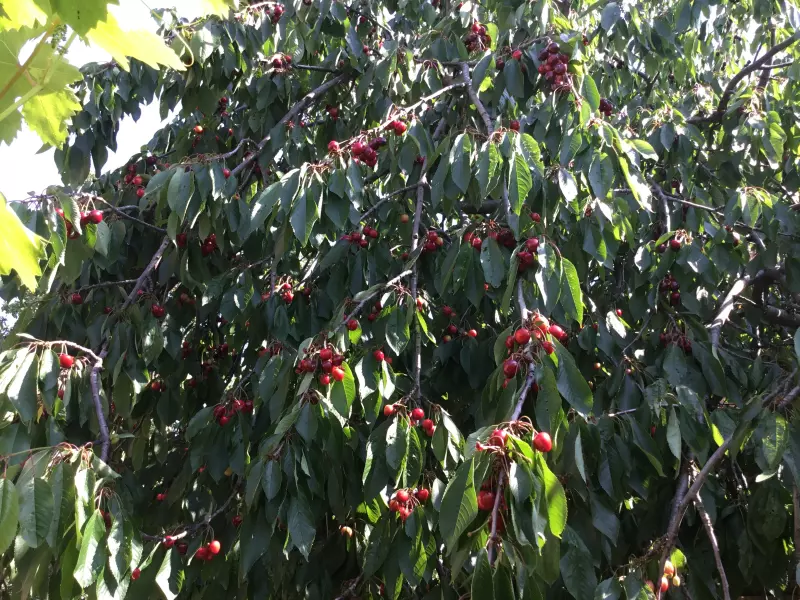 Чайная беседка