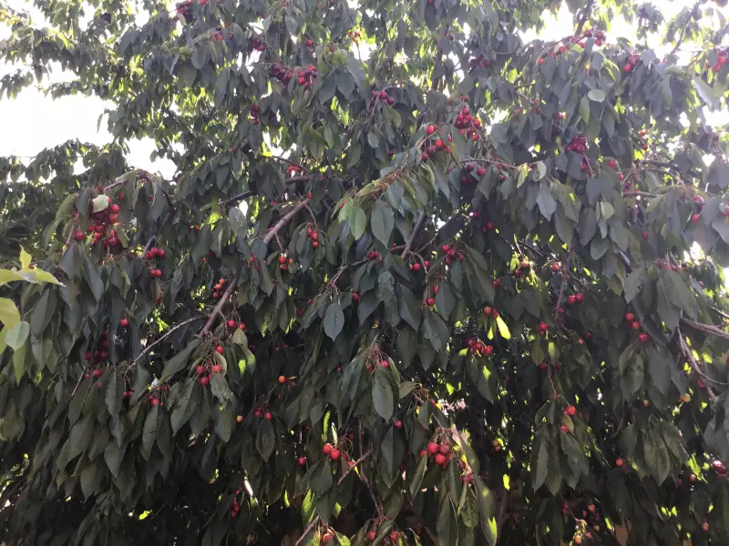 Чайная беседка