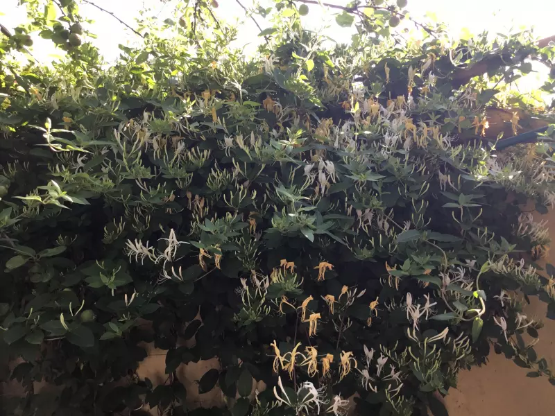 Чайная беседка