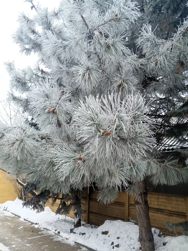 Чайная беседка