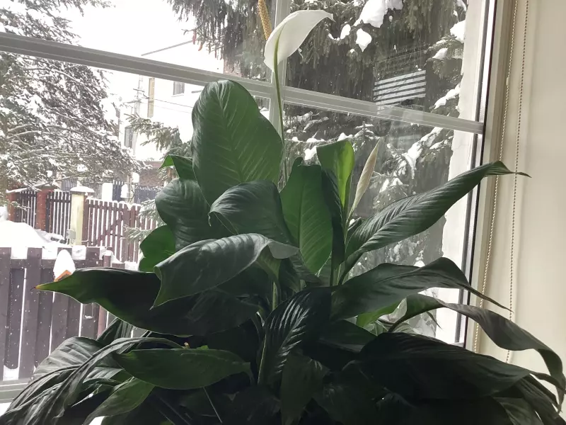 Цветочки: моем, пересаживаем, подкармливаем... (всё о комнатных растениях)