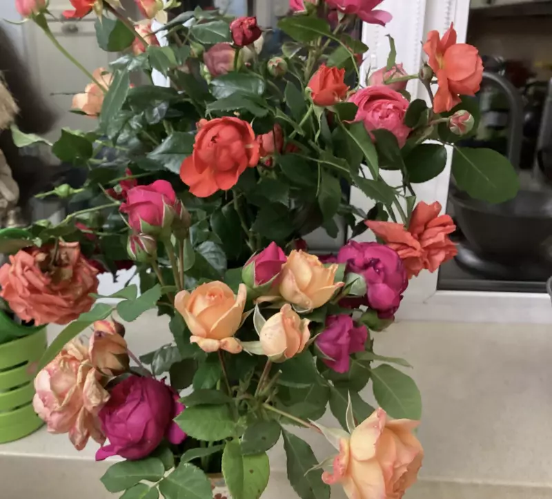 Загородная жизнь - обустройство на земле во всем разнообразии