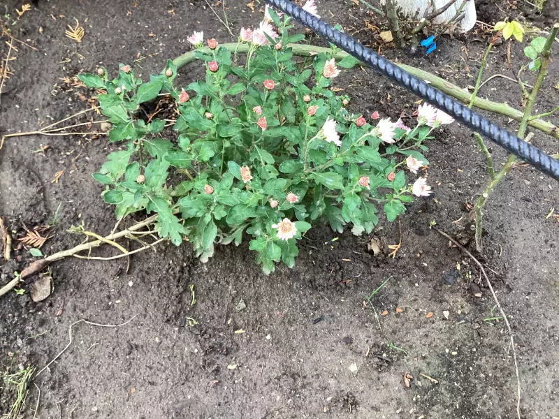 Загородная жизнь - обустройство на земле во всем разнообразии