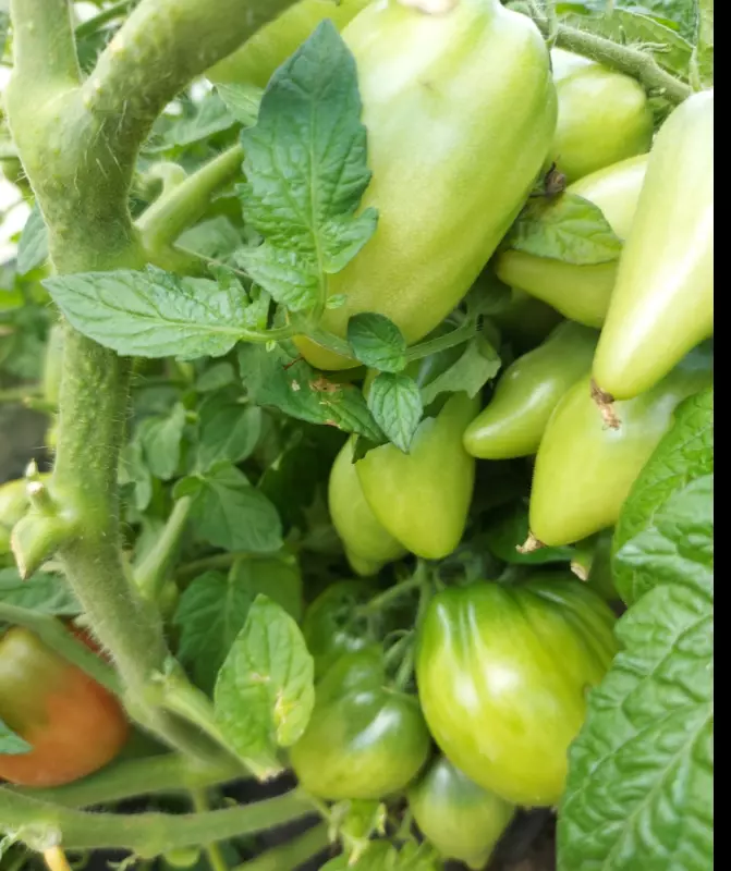 Загородная жизнь - обустройство на земле во всем разнообразии