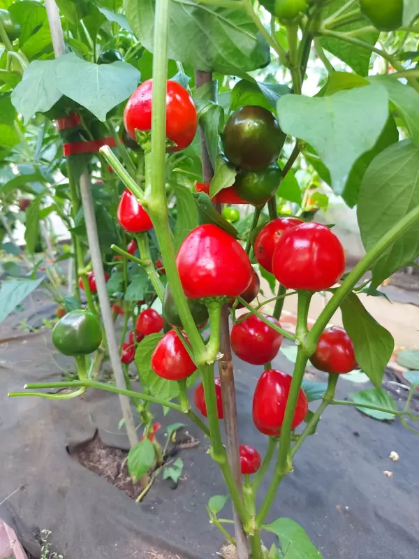 Загородная жизнь - обустройство на земле во всем разнообразии