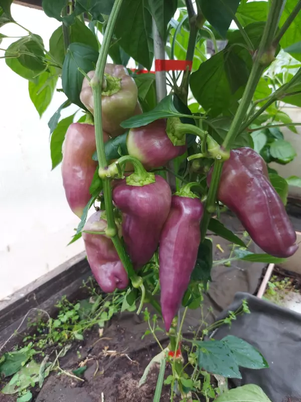 Загородная жизнь - обустройство на земле во всем разнообразии