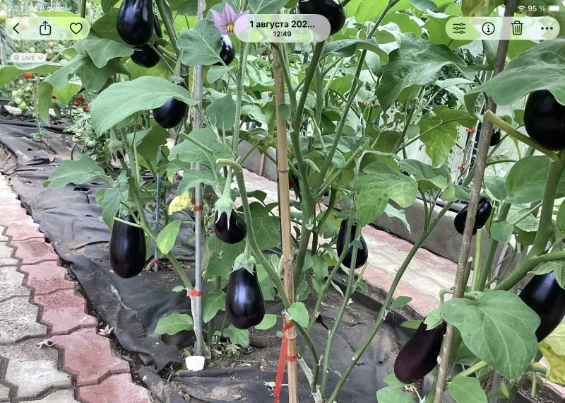 Загородная жизнь - обустройство на земле во всем разнообразии