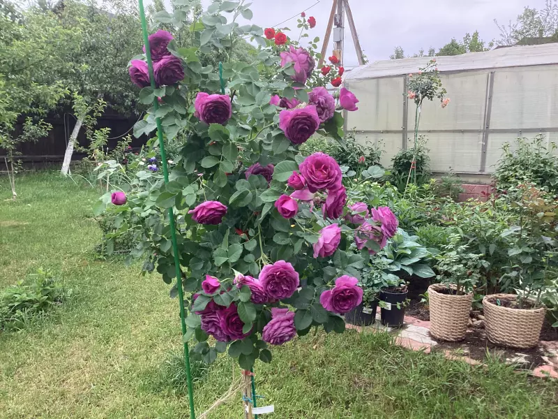 Загородная жизнь - обустройство на земле во всем разнообразии