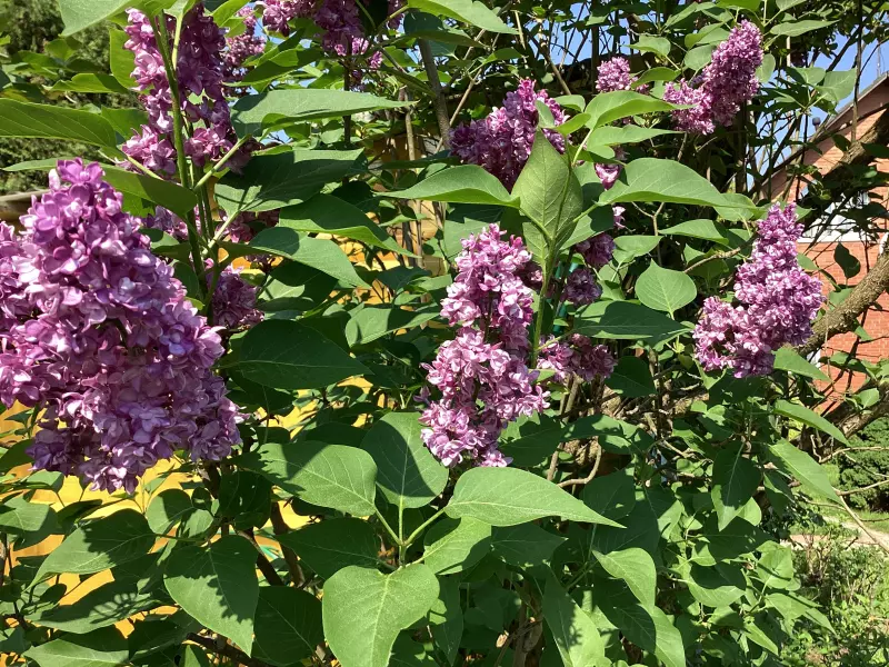 Загородная жизнь - обустройство на земле во всем разнообразии