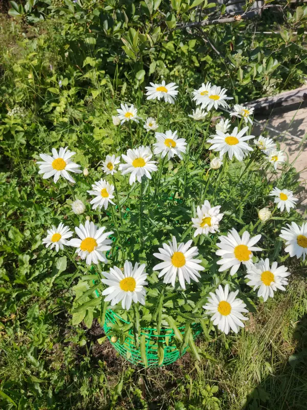 Чайная беседка