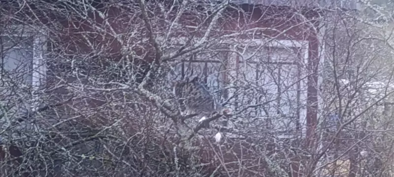 Кафе "У пани Сони"