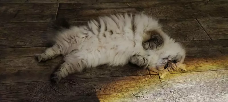 Tapтaлeтки & Ко