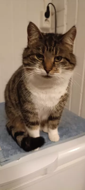 Tapтaлeтки & Ко