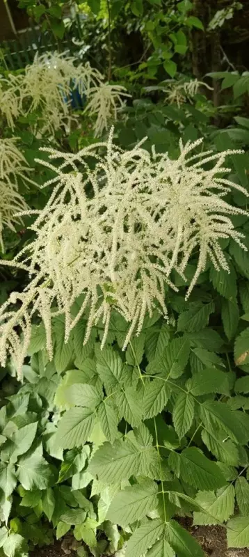 Флора