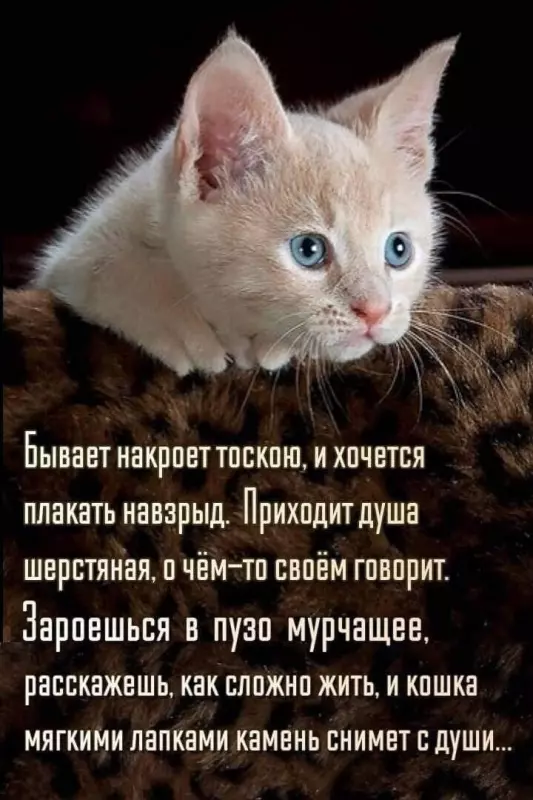Кто сказал "Мяу"?