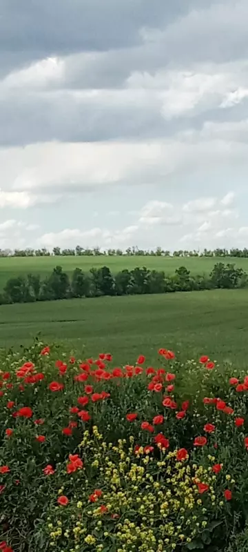 Чайная беседка