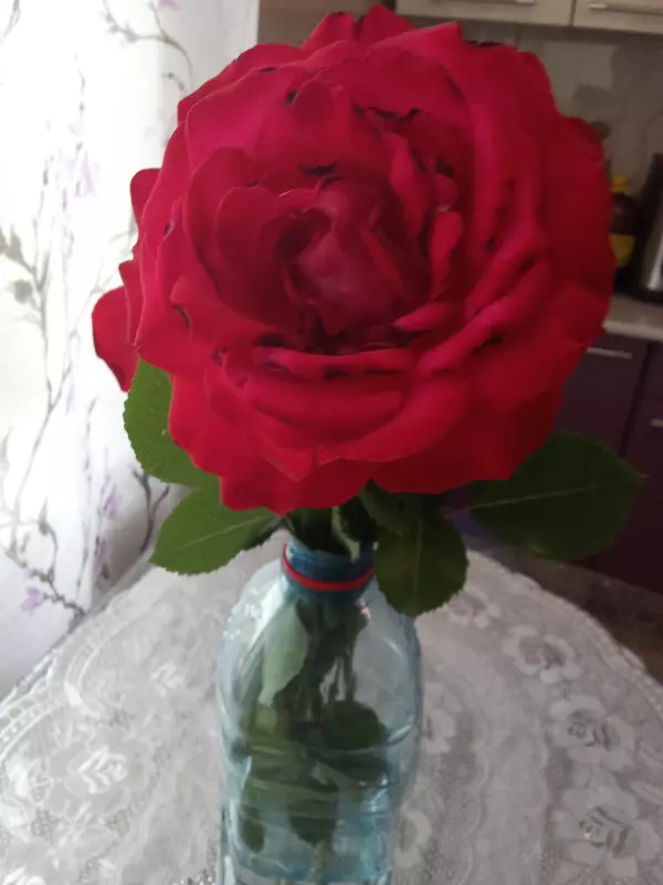 Чайная беседка