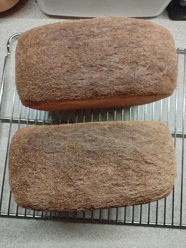 Анадама (Anadama)  - знаменитый хлеб Новой Англии (Питер Рейнхарт) (духовка)