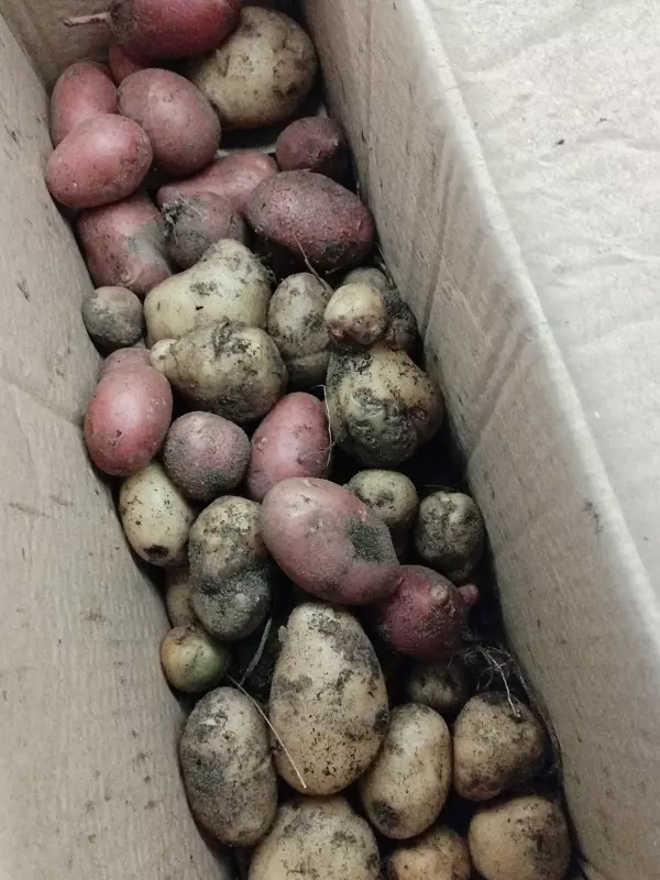 Загородная жизнь - обустройство на земле во всем разнообразии