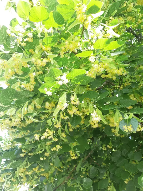 Чайная беседка