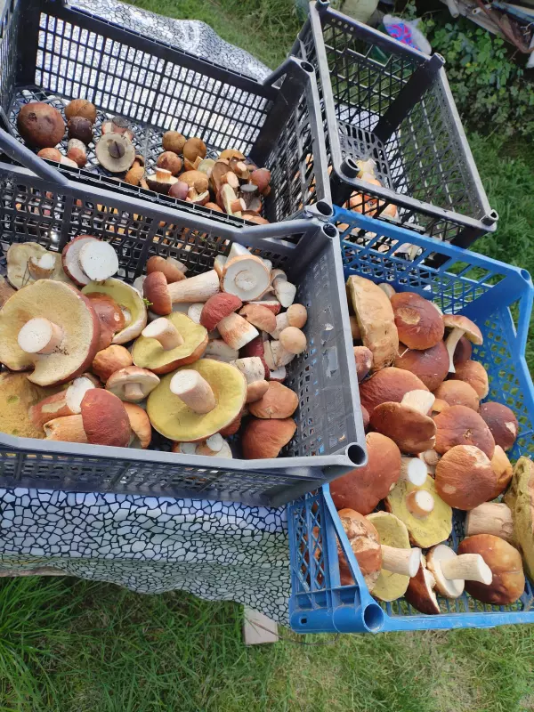 Чайная беседка